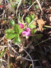 Rubus arcticus acaulis