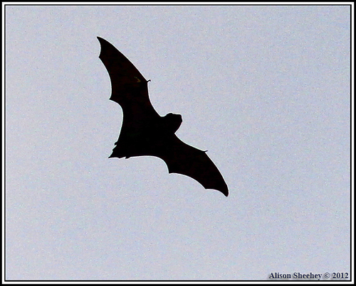 Aeorestes semotus observed 2012-10-08
