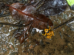 Dendrobates leucomelas