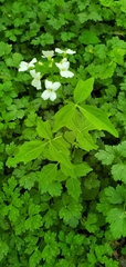 Cardamine angulata