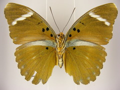 Euphaedra preussi preussi