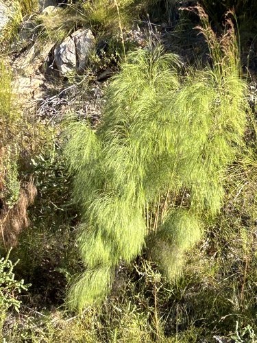 Cannomois grandis, photograph 6