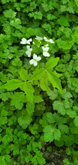 Cardamine angulata