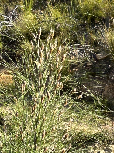 Cannomois grandis, photograph 5