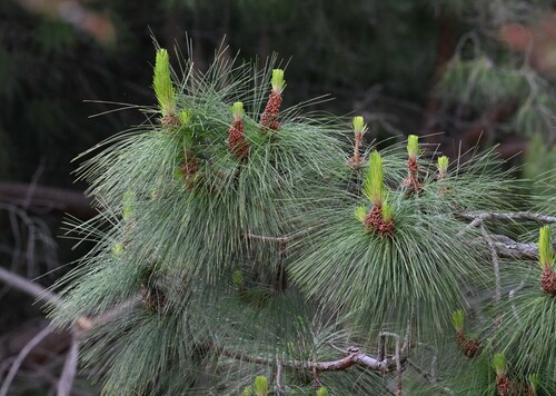 iNaturalist observation photo of Canary Island pine