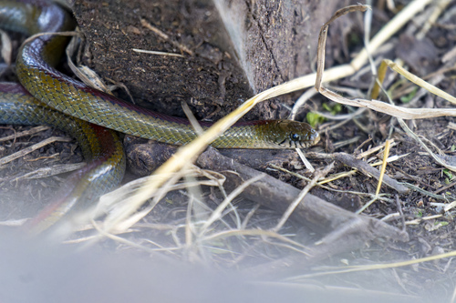 Olive Marsh Snake