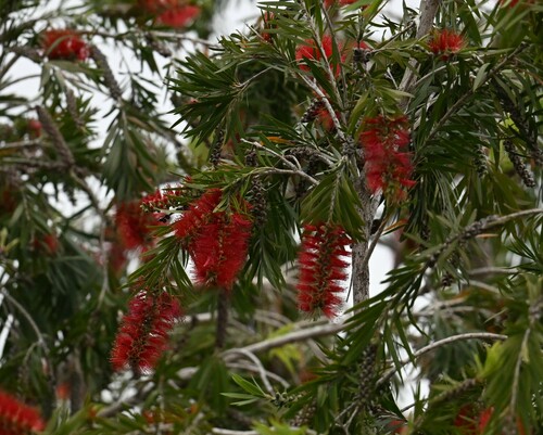iNaturalist observation photo of weeping bottlebrush