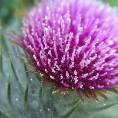 Cirsium brevistylum