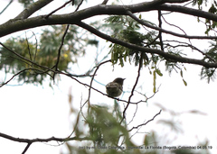 Mecocerculus leucophrys