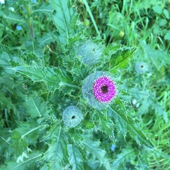 Cirsium brevistylum