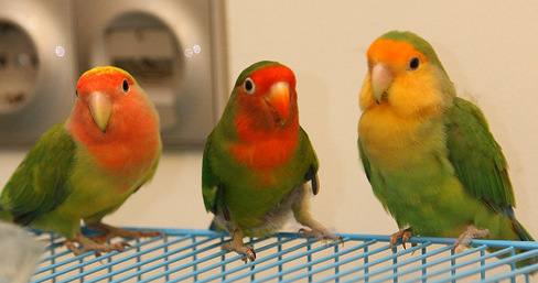 Fischer's Lovebird