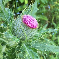 Cirsium brevistylum