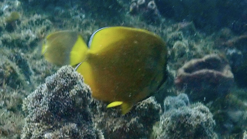 Sunburst butterflyfish