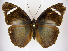 Euphaedra preussi preussi