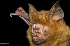 Great Leaf-Nosed Bat photo 1