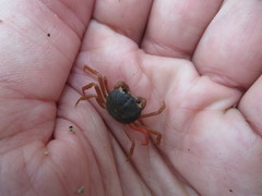 Gecarcinus lateralis