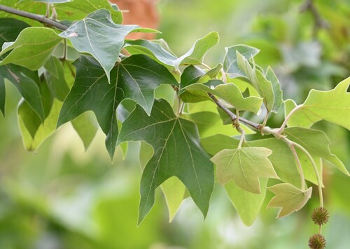 iNaturalist observation photo of western sycamore