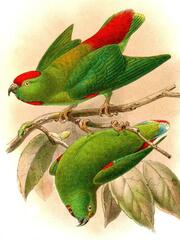 Moluccan Hanging Parrot photo 3