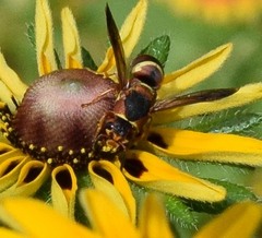 Euodynerus hidalgo hidalgo