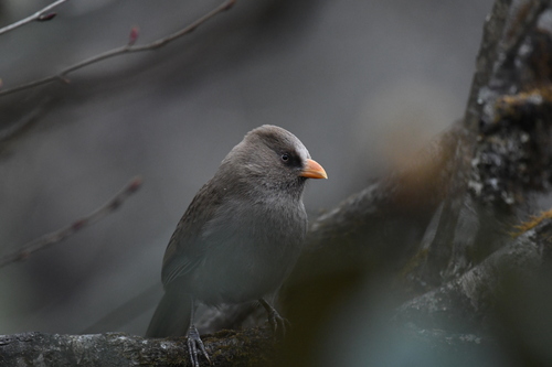 Great Parrotbill (Paradoxornis aemodius), photo 5