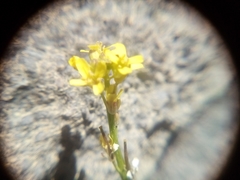 Sisymbrium officinale