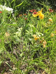 Bifora americana