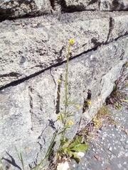 Sisymbrium officinale