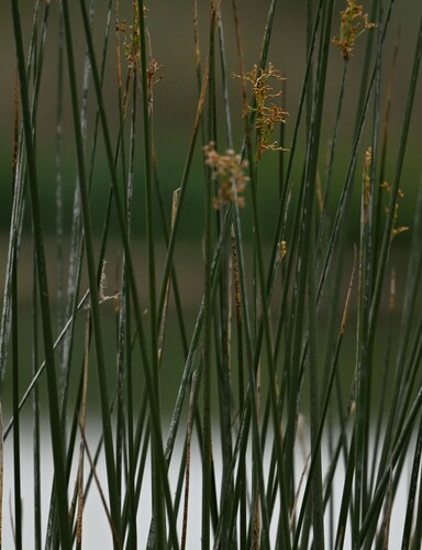 iNaturalist observation photo of California bulrush