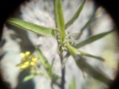 Sisymbrium officinale