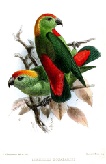Black-Billed Hanging Parrot photo 4