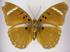 Euphaedra preussi preussi