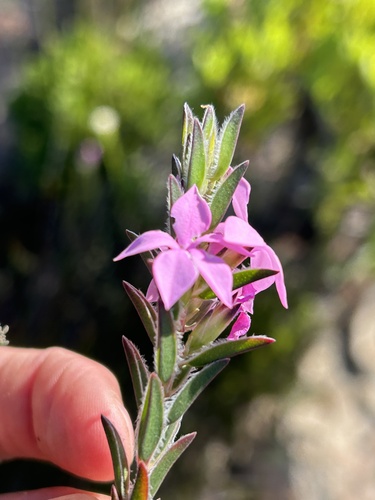Garcias Porcelainflower (Acmadenia trigona)