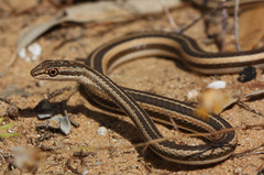 Psammophis schokari