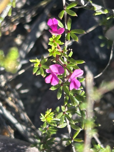 Indigofera semota MS (Indigofera semota)