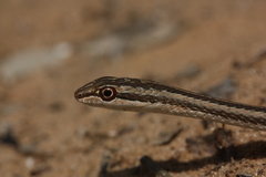 Psammophis schokari