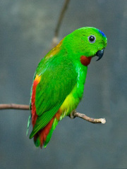 Blue-Crowned Hanging-Parrot photo 5