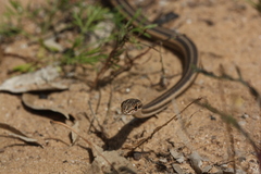 Psammophis schokari