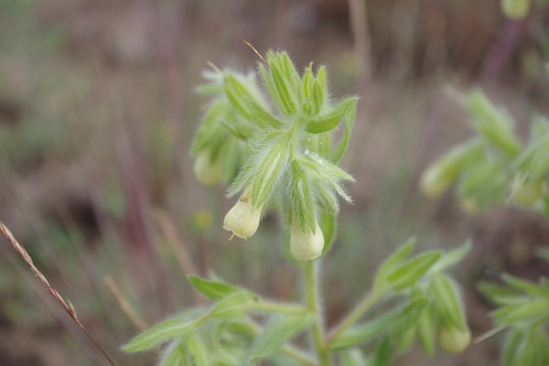 Image of Onosma arenaria by (c) bernhard_hiller, some rights reserved (CC BY)