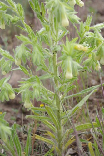 Image of Onosma arenaria by (c) bernhard_hiller, some rights reserved (CC BY)