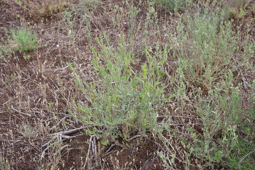 Gypsophila fastigiata (Gypsophila fastigiata)