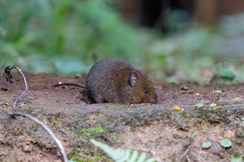 Blackish Grass Mouse