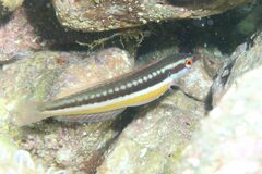 Rainbow Wrasse photo 2