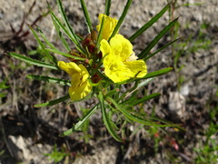 Oenothera serrulata