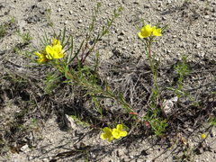 Oenothera serrulata