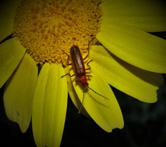 Rhagonycha nigritarsis