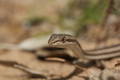Psammophis schokari