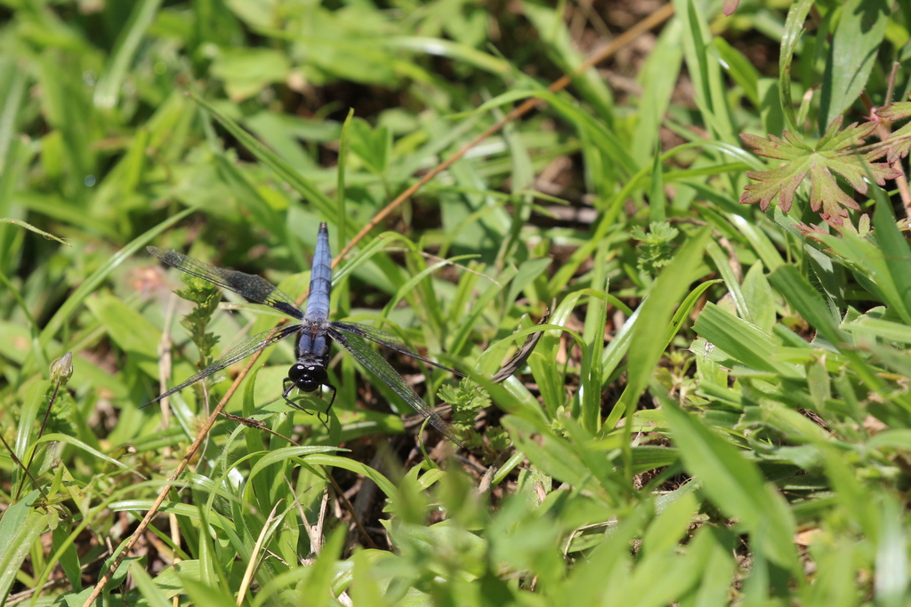 Blue Corporal from Hutchins Pond, Owings, MD 20736, USA on May 29, 2024 ...