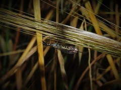 Raphidia