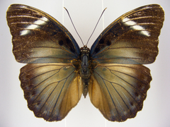 Euphaedra preussi preussi