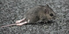 Northwestern Deermouse photo 4